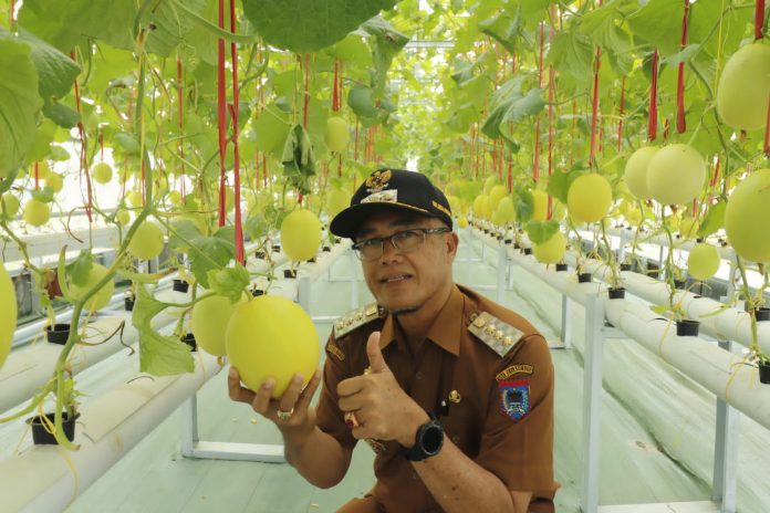 Rida Ananda saat berada di Kisai Agro Payakumbuh dan memperlihatkan salah satu produk melon golden yang bisa dinikmati pengunjung