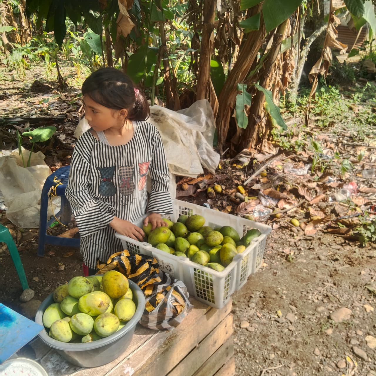 Nurul, pedagang buah polom di Lima Puluh Kota