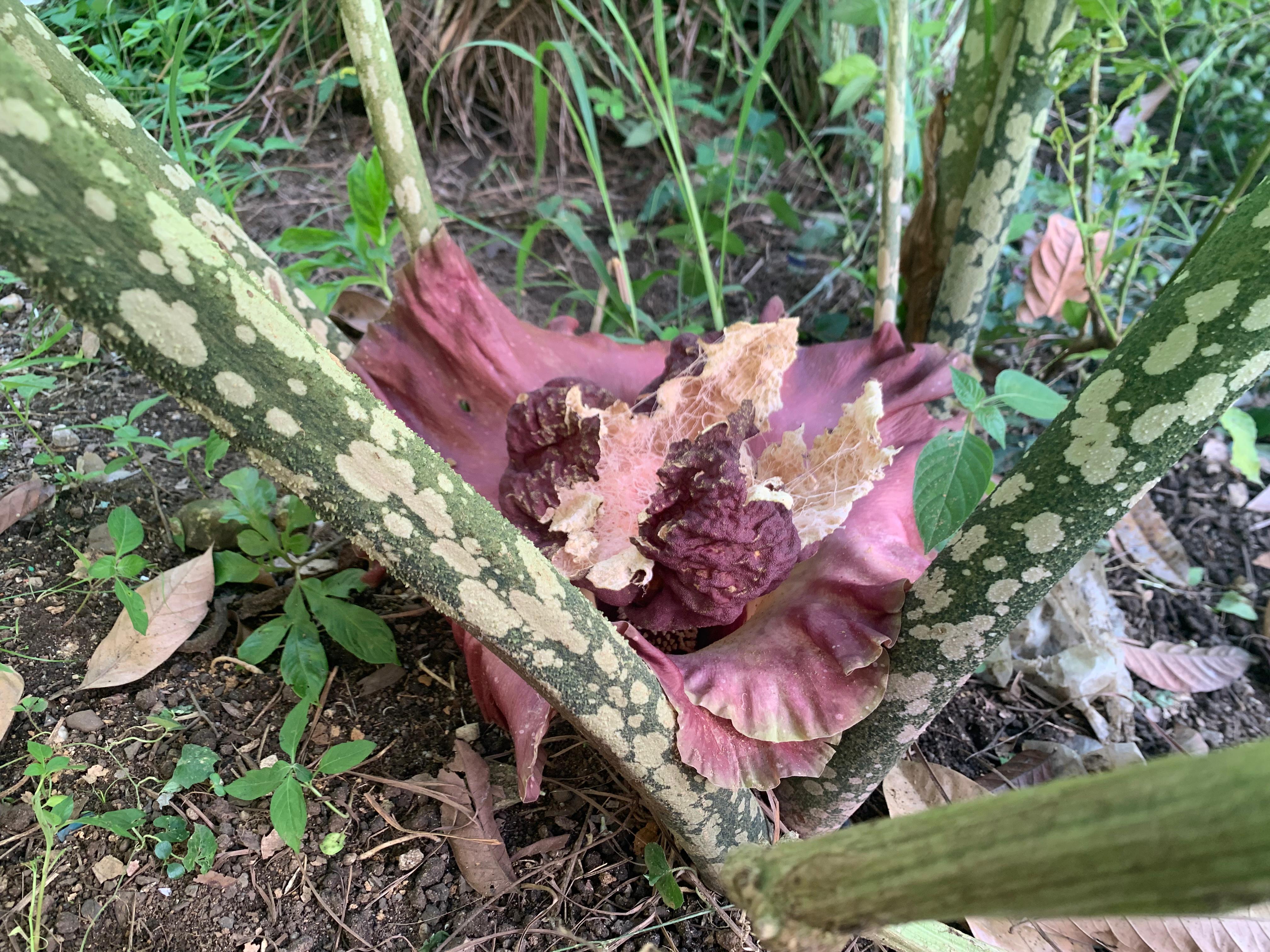 Bunga bangkai yang baru tumbuh dirusak warga