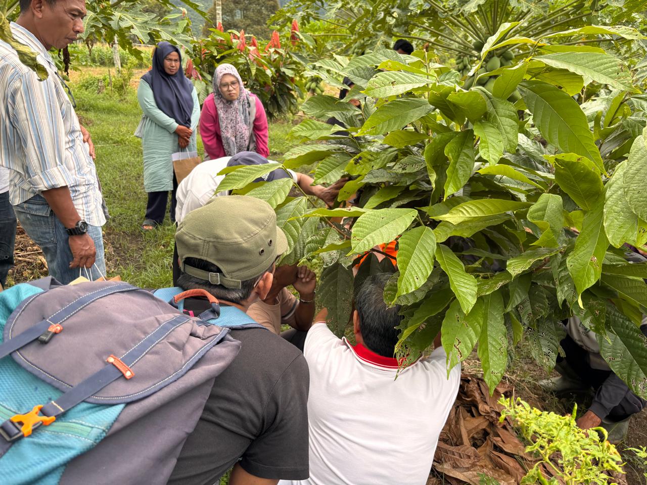 Lewat Cocoa Connect, Petani Taram Belajar Budidaya Kakao Berbasis